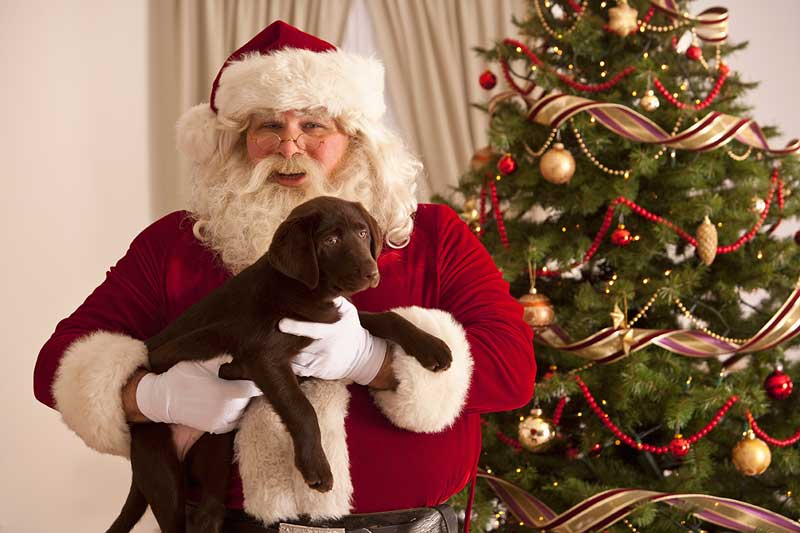 Pet pictures with Santa paws